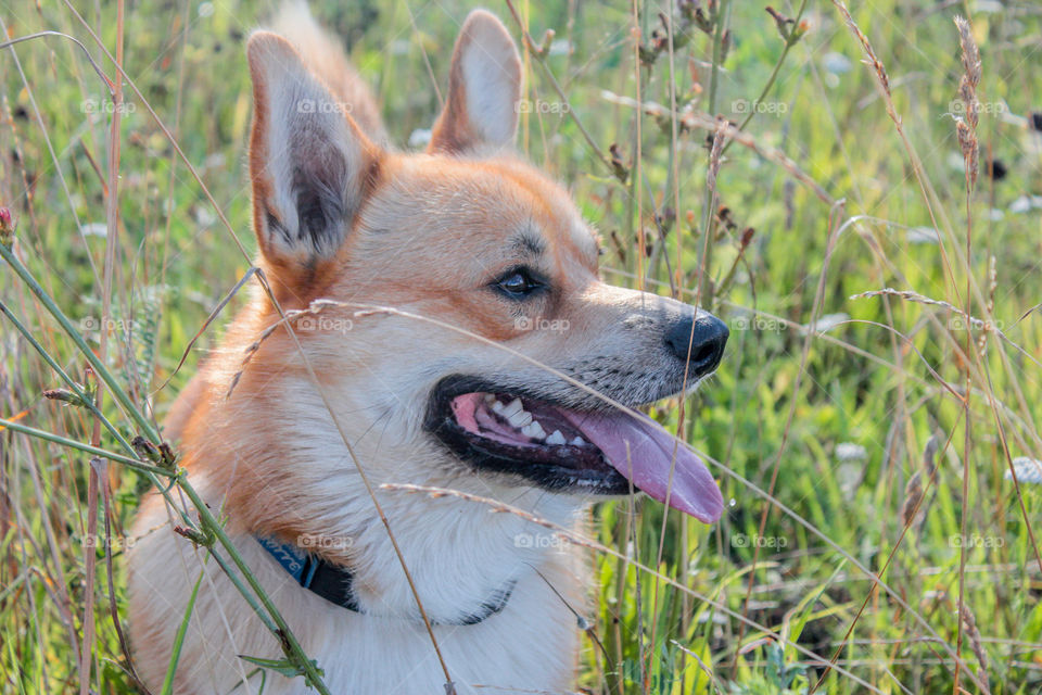 breed corgi dog walks on nature
