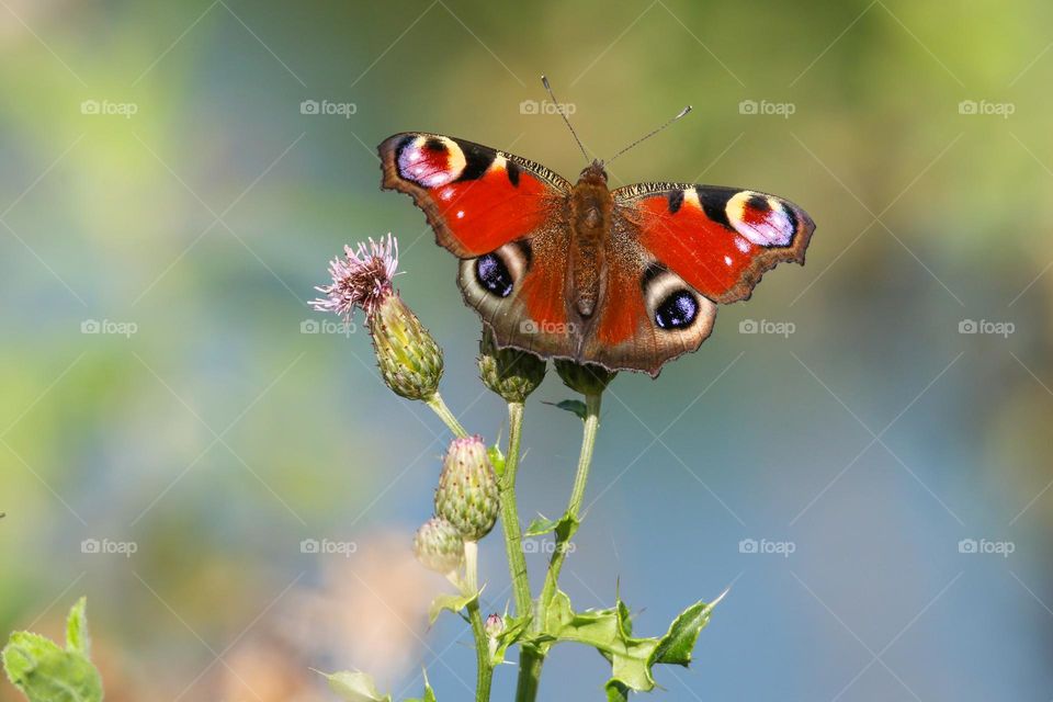 Colorful butterfly on wild flowers