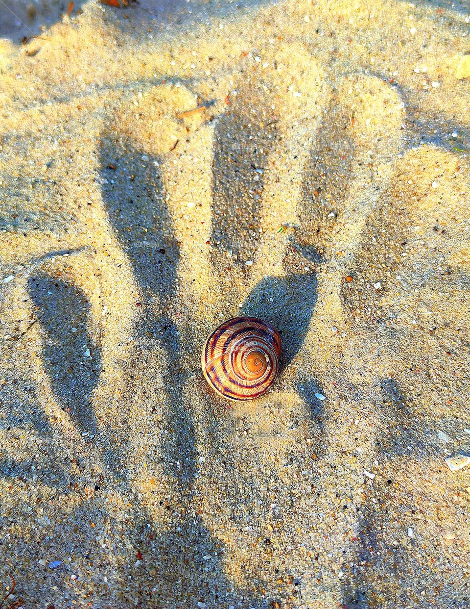 Summer.  Sea.  On the sand is the imprint of the hand in which the shell lies.