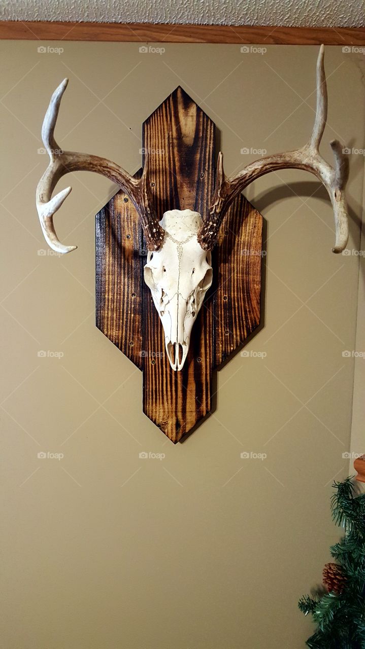 Homestead Buck skull mount, homemade, pallet wood