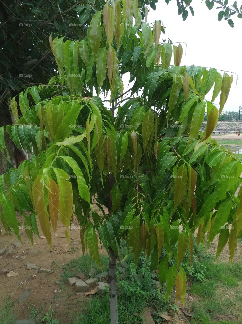 green shurb small size looks very beautiful generally found everywhere seasonal fresh