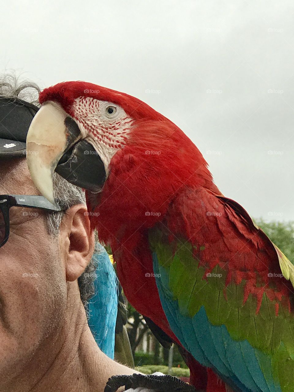 Tropical red macaw 