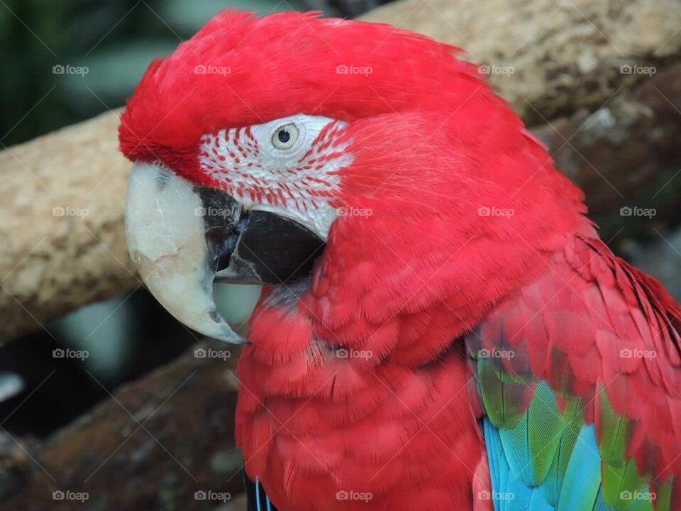 Parrot 