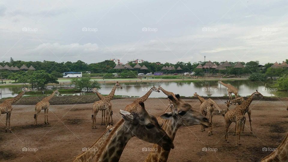 Giraffes at Safari World in Bangkok, Thailand