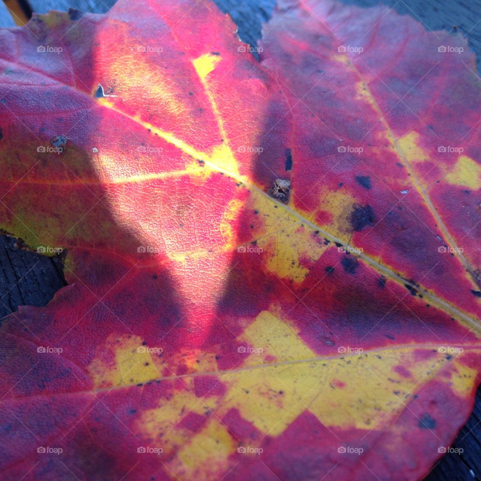 Red fall leaf