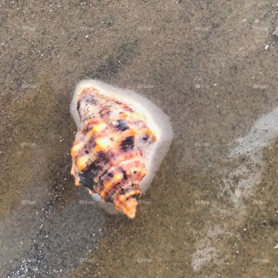 Seashell on the beach in the surf