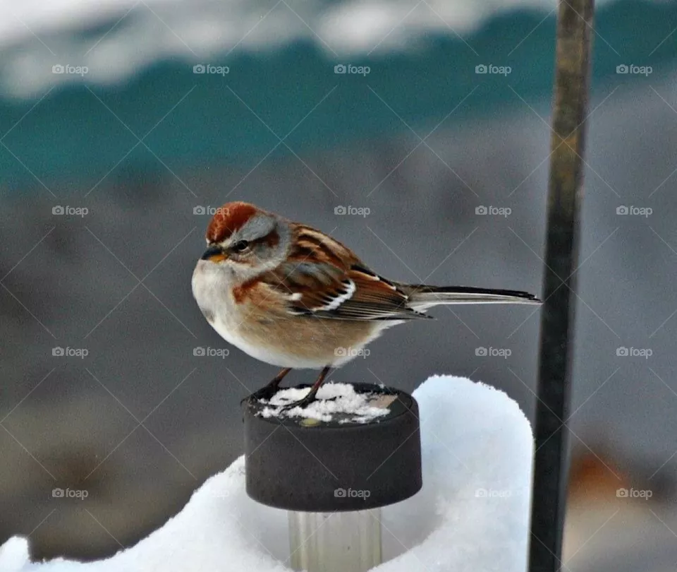 Cute little bird 