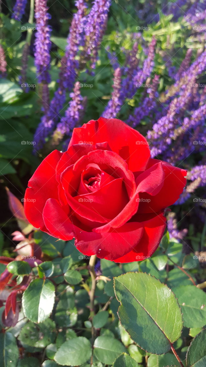 pretty red rose