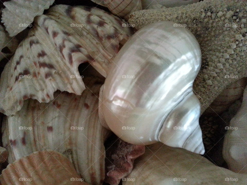 seashells. pearly shell