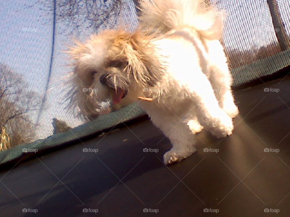 dog on trampoline. my shih tzu loves the trampoline!