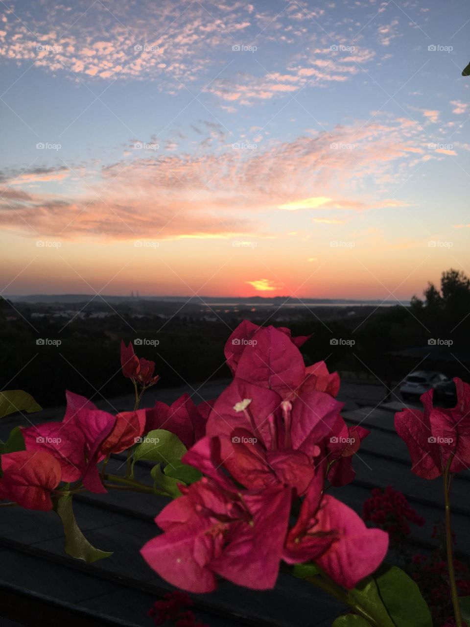 Bougainvillea at morning sunrise 