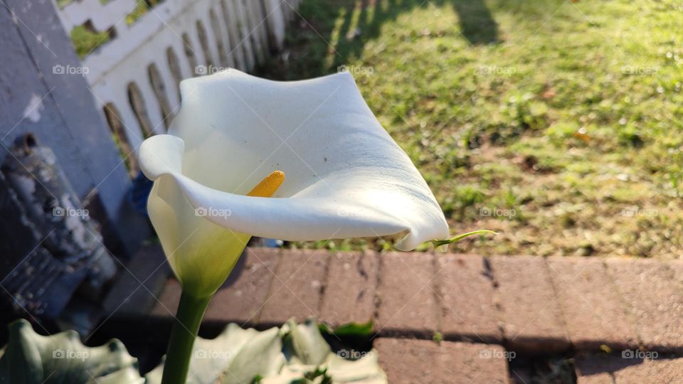 White flower