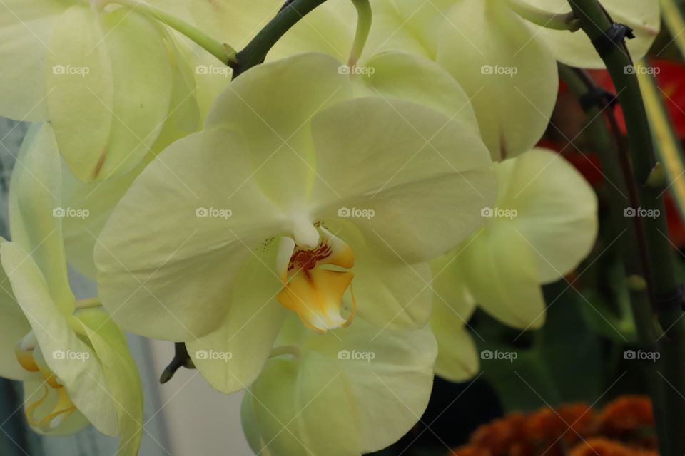 Yellow orchid 