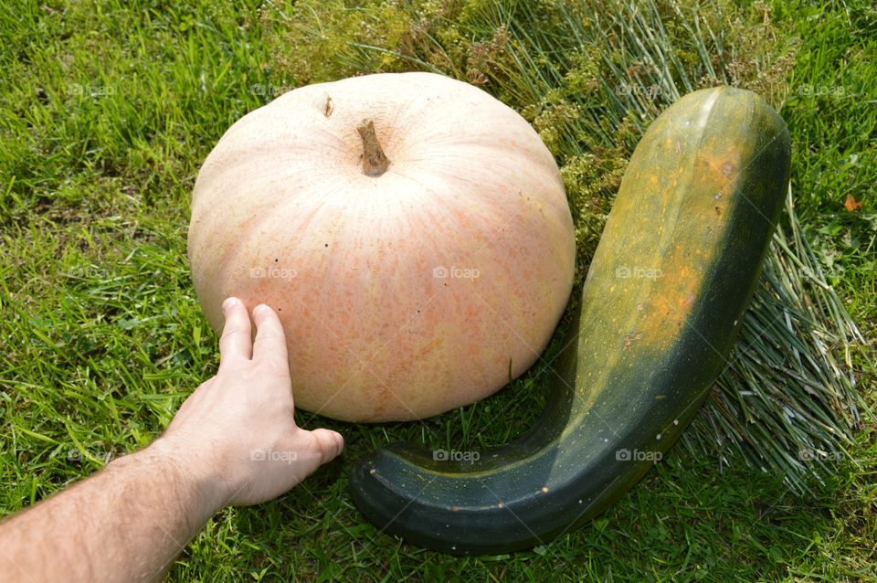 gourd