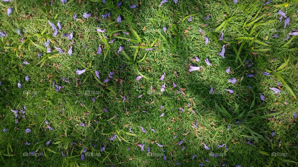 PFLANZEN UMWELT ÖKOLOGIE BLÄTTER ÄSTE GGARTEN