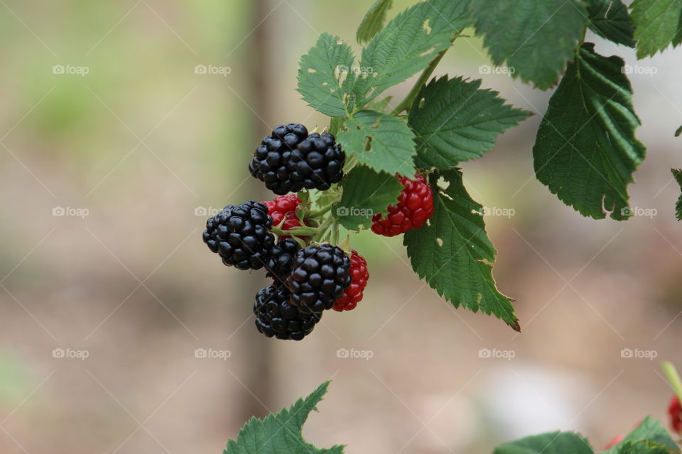 yummy Blackberrys