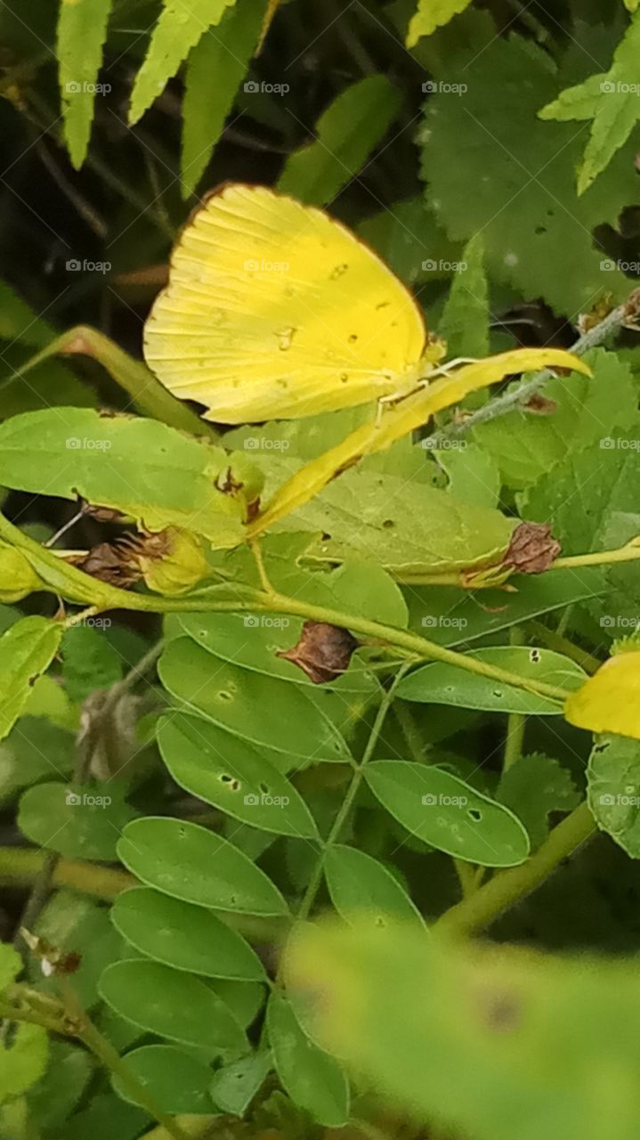 This photo is very very nature click