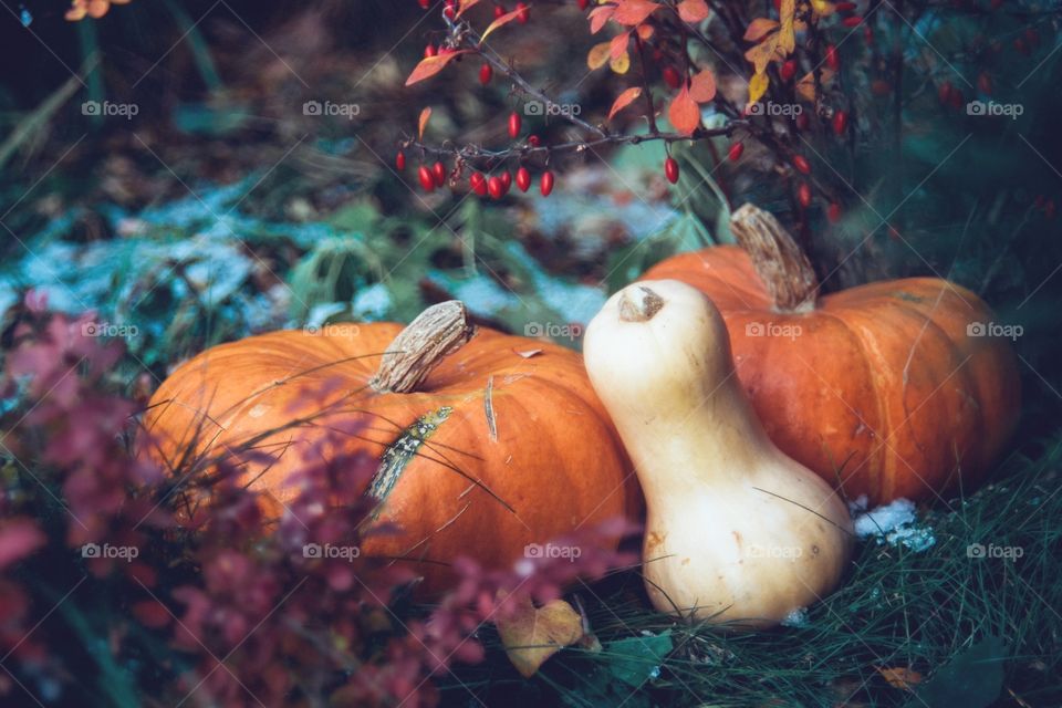 Pumpkin season