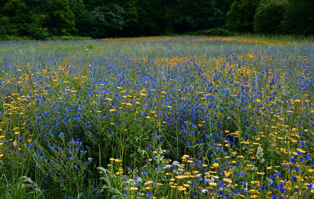 Meadow