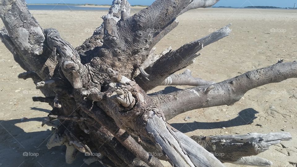 Driftwood