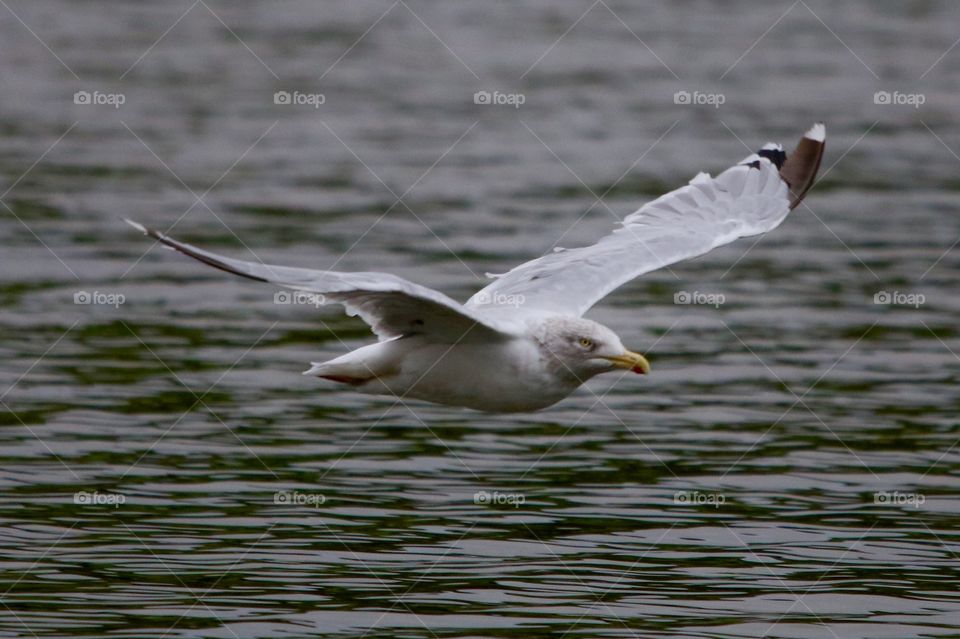 seagull in flight