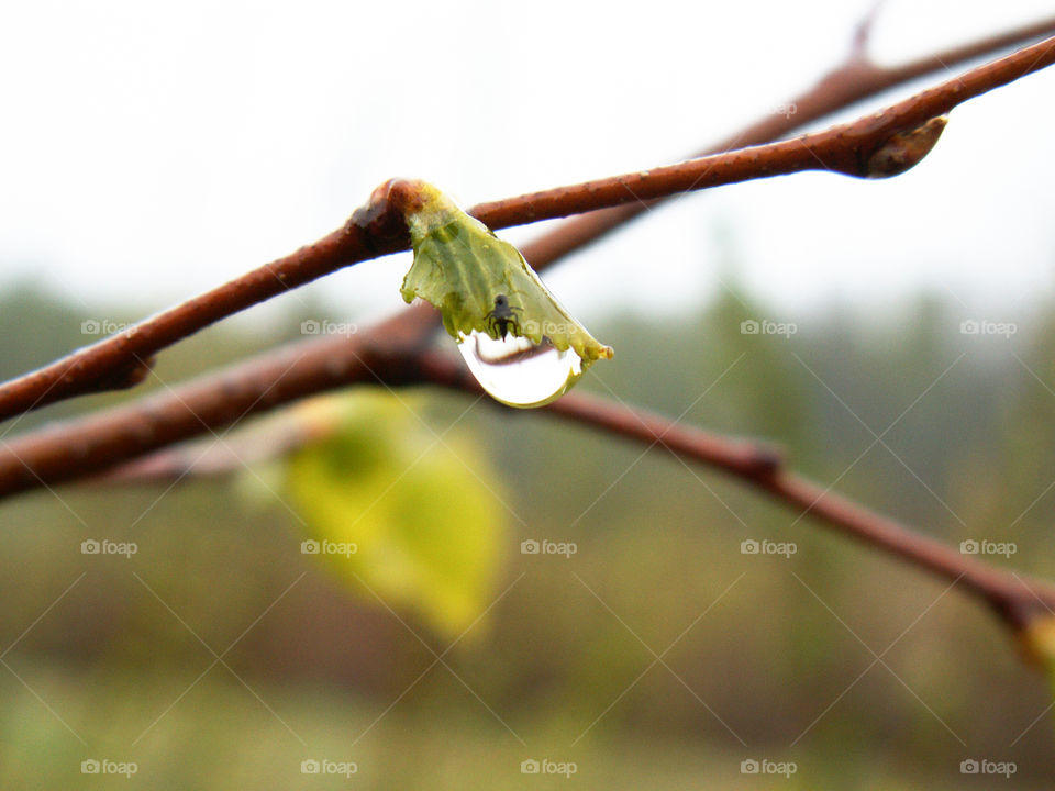 drop of dew on a tree branch