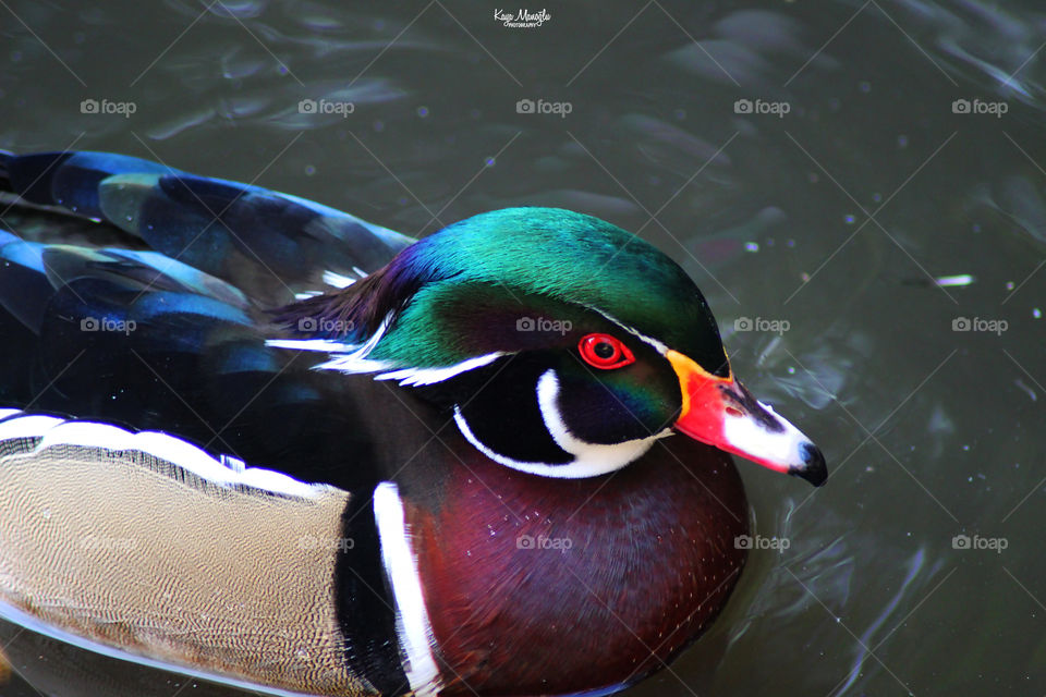 The Woodduck