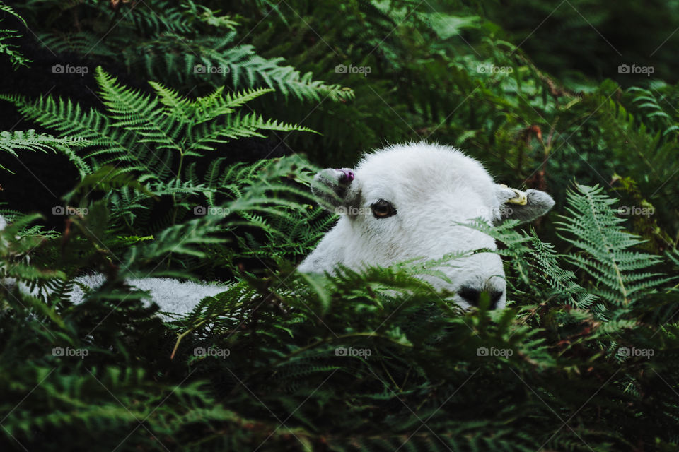 A cute little sheep hiding through the bushes