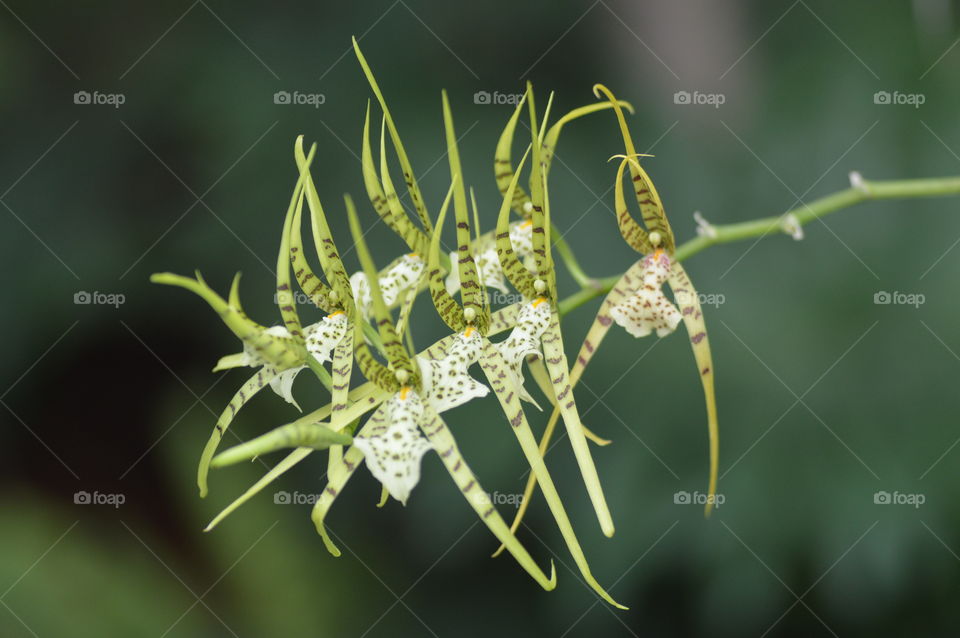 Portrait of a plant