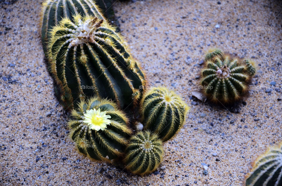 plant cactus desert by seasky