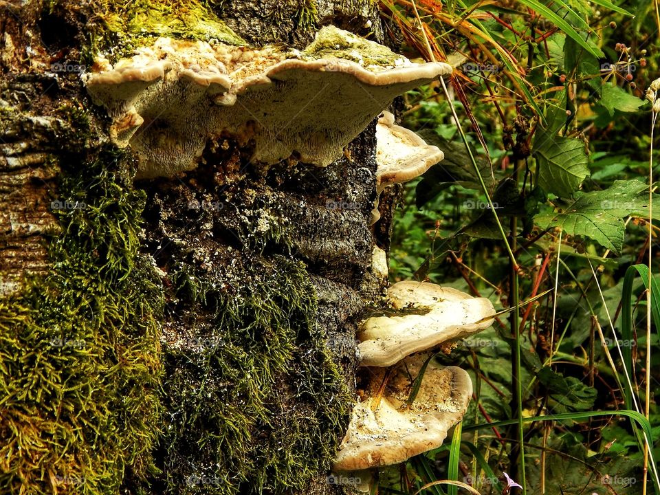 Little fungal platforms