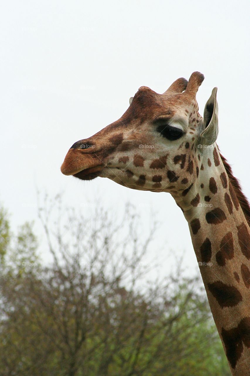 Giraffe in close-up. The left side of the giraffe head