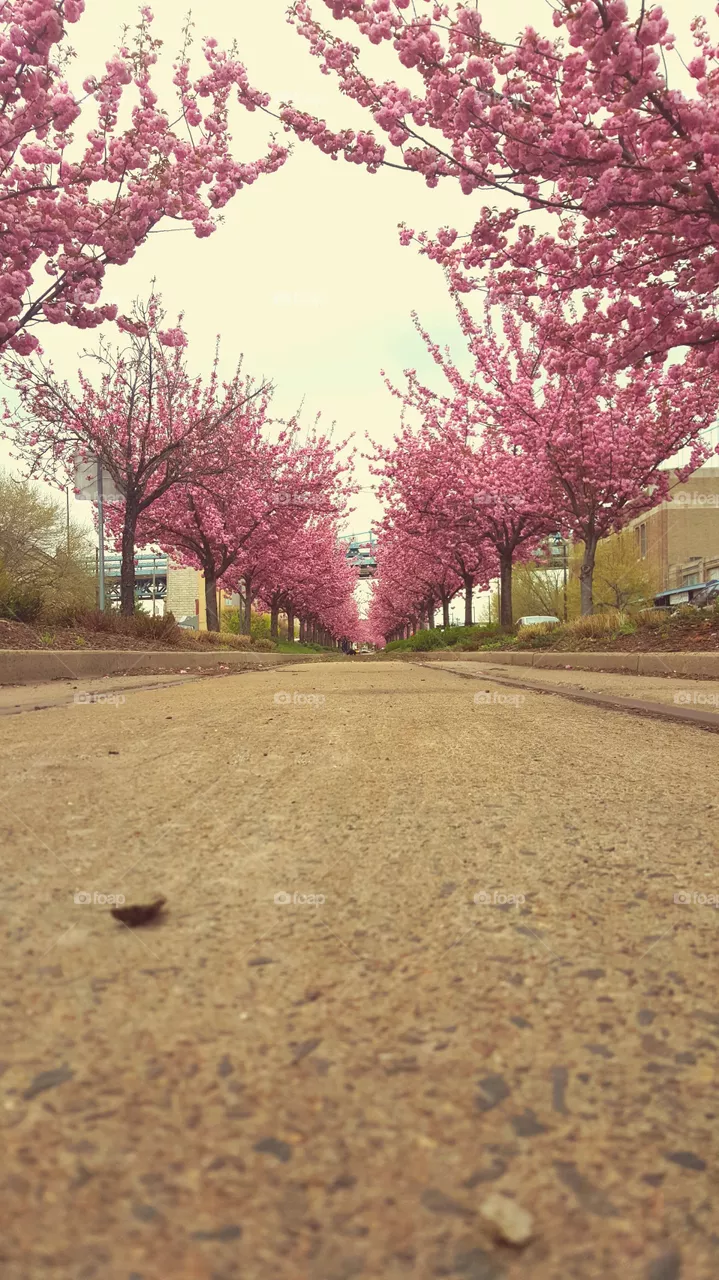 Tree, No Person, Flower, Nature, Landscape