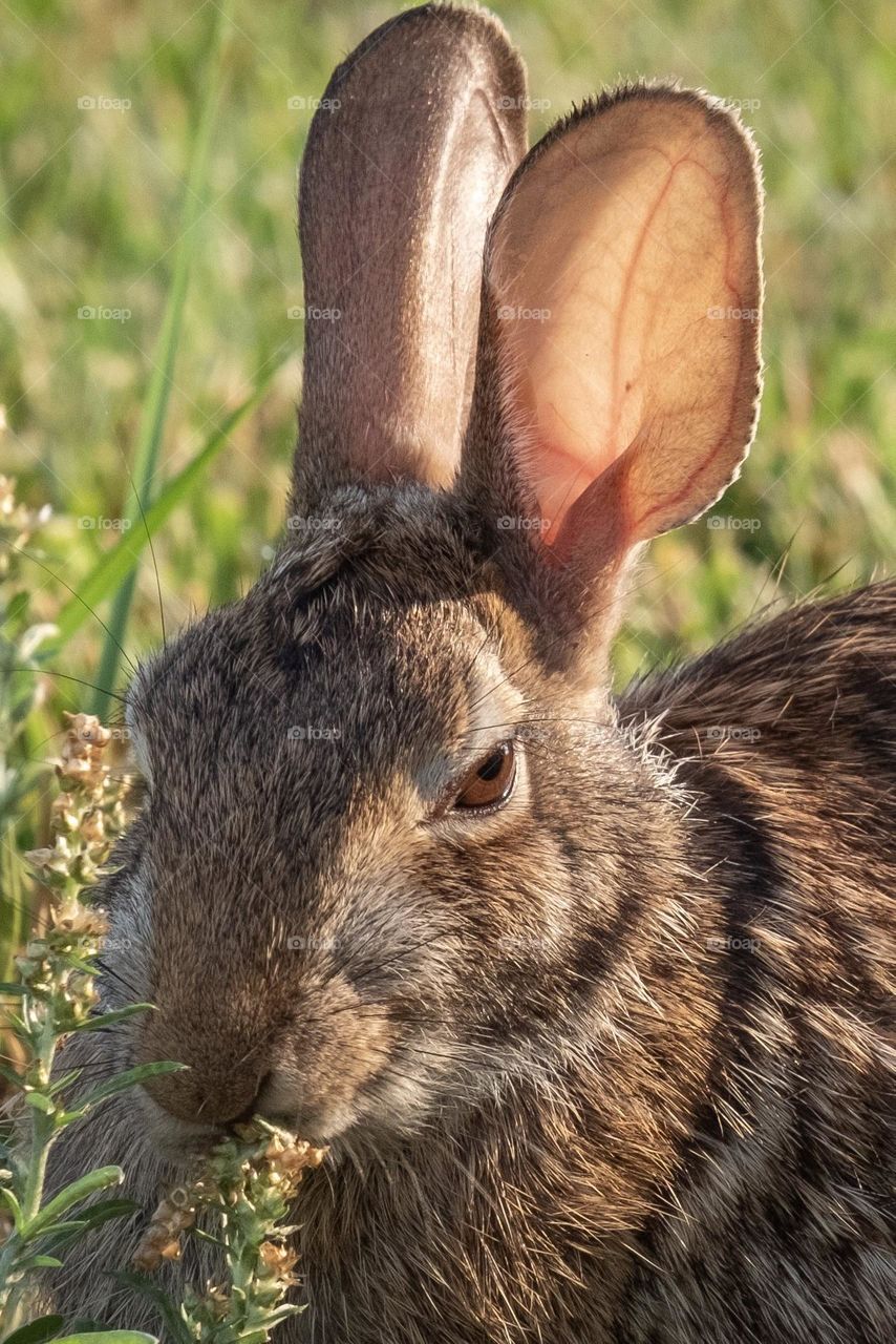 An Eastern Cottontail ready to celebrate its year, and reflect on its existence. 