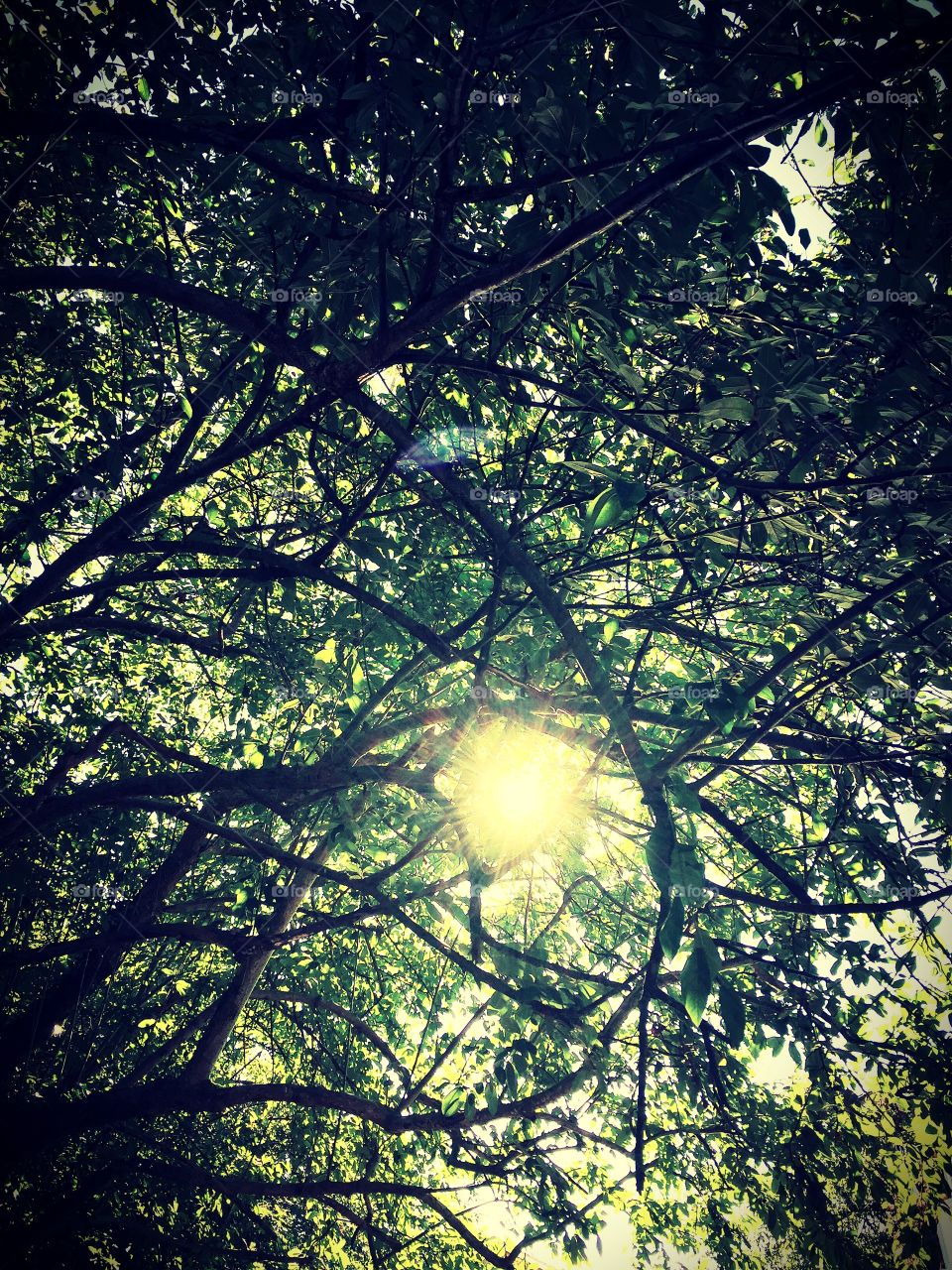 Sun through tree branches