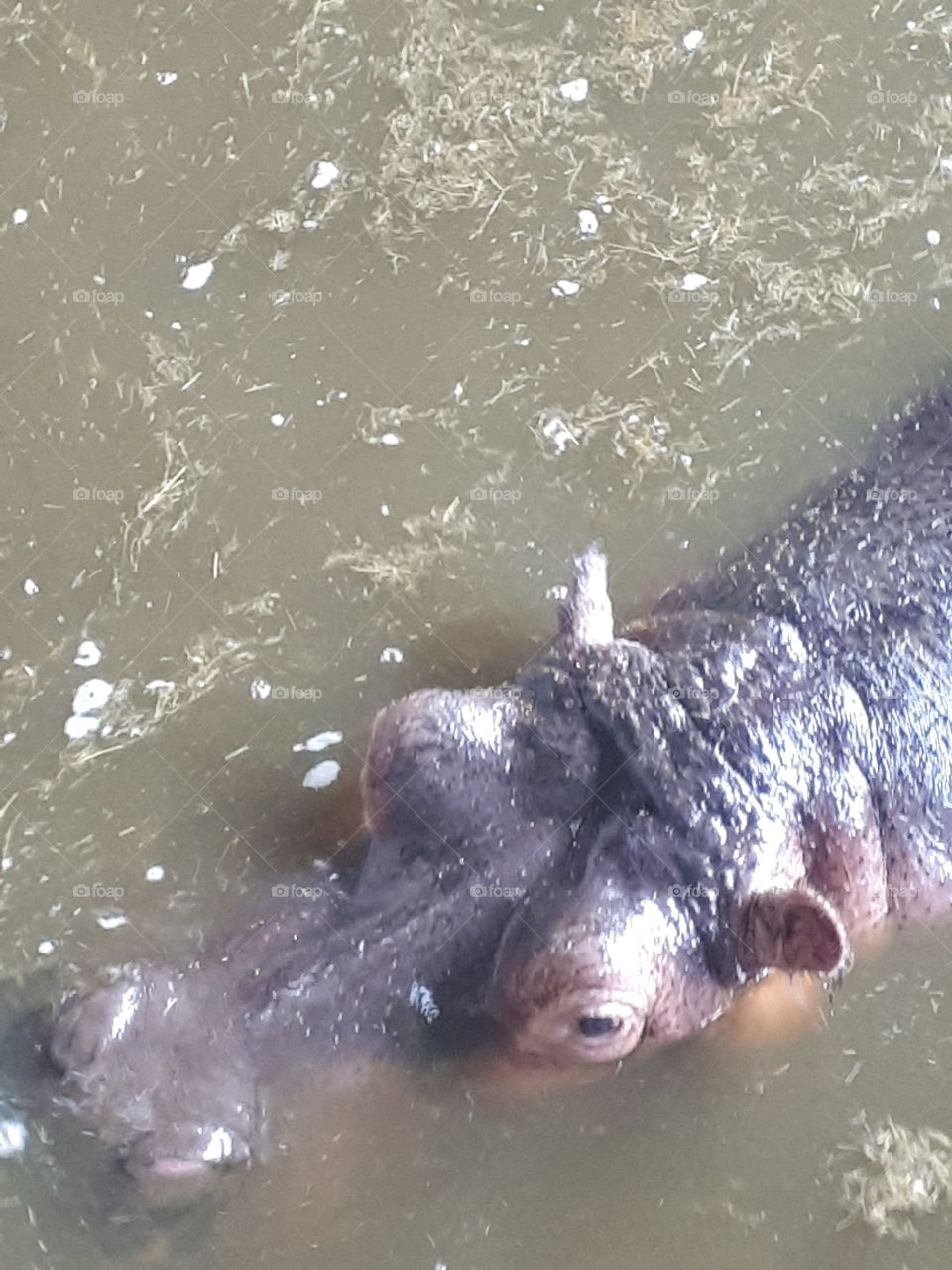 Hippopotamus Swimming