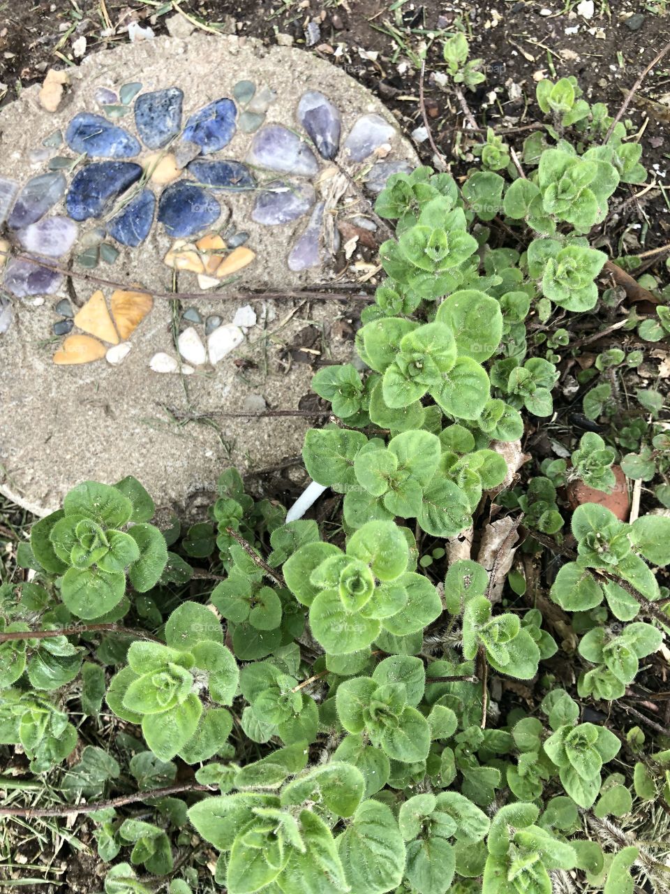 Oregano growing in herb garden next to stepping stone