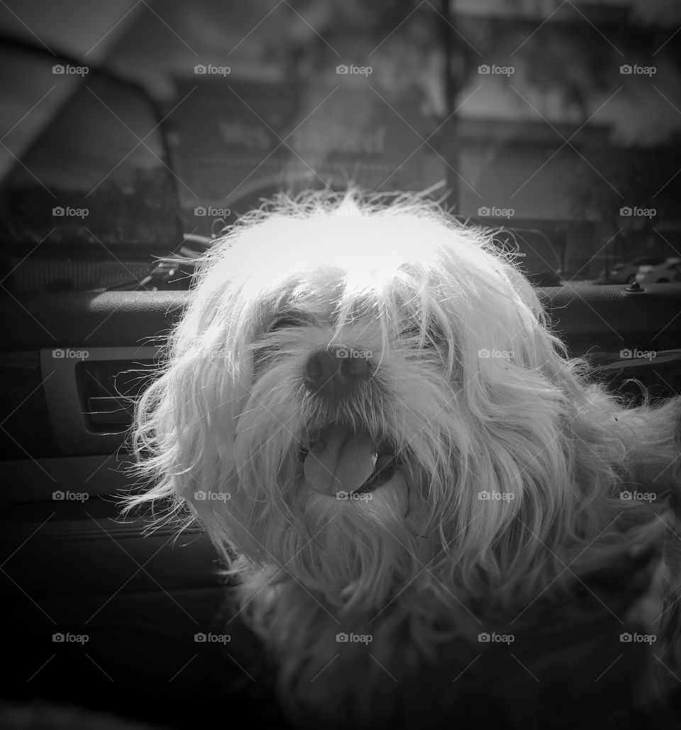 Car ride with my bear
