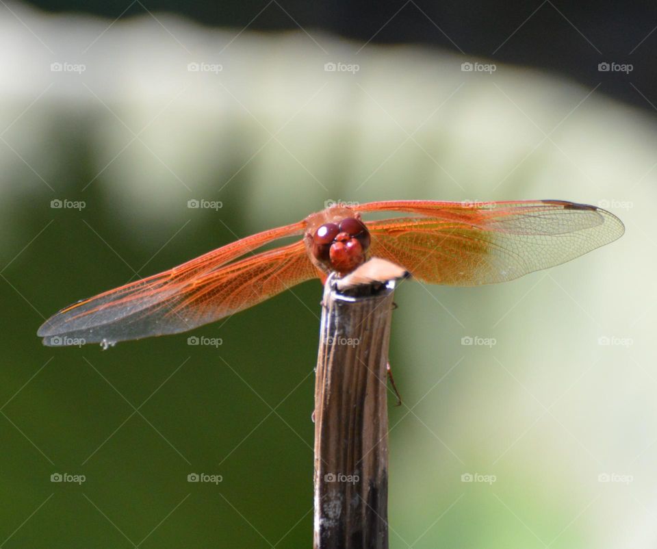 red dragonfly