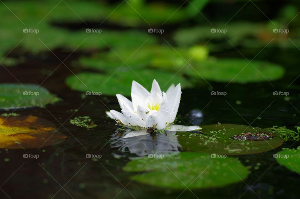 Raining lily