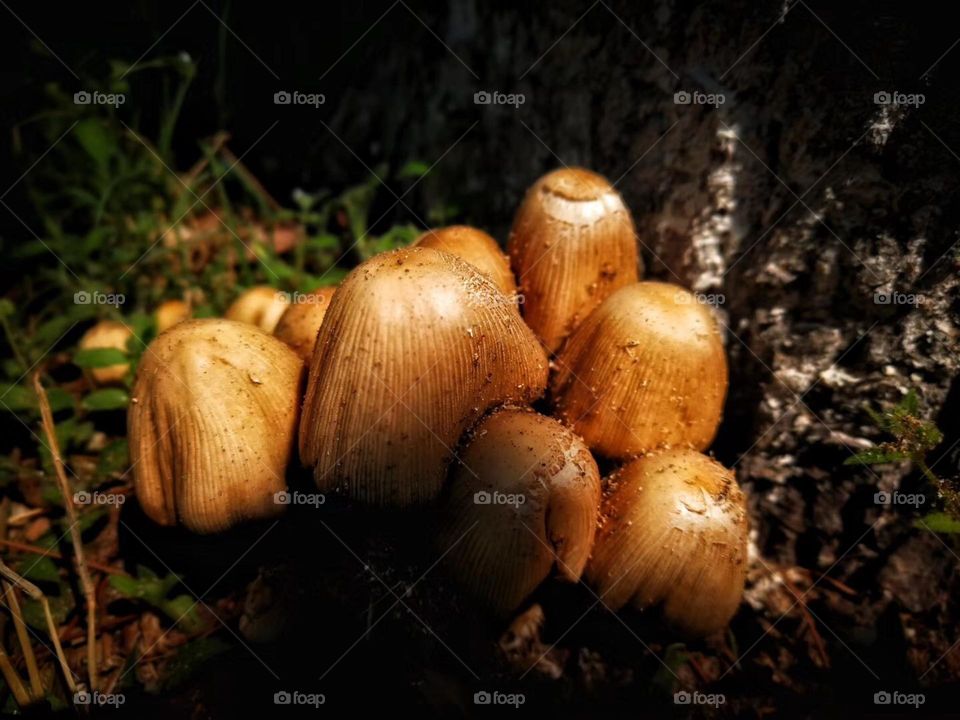 Nice Mystical mushroom 