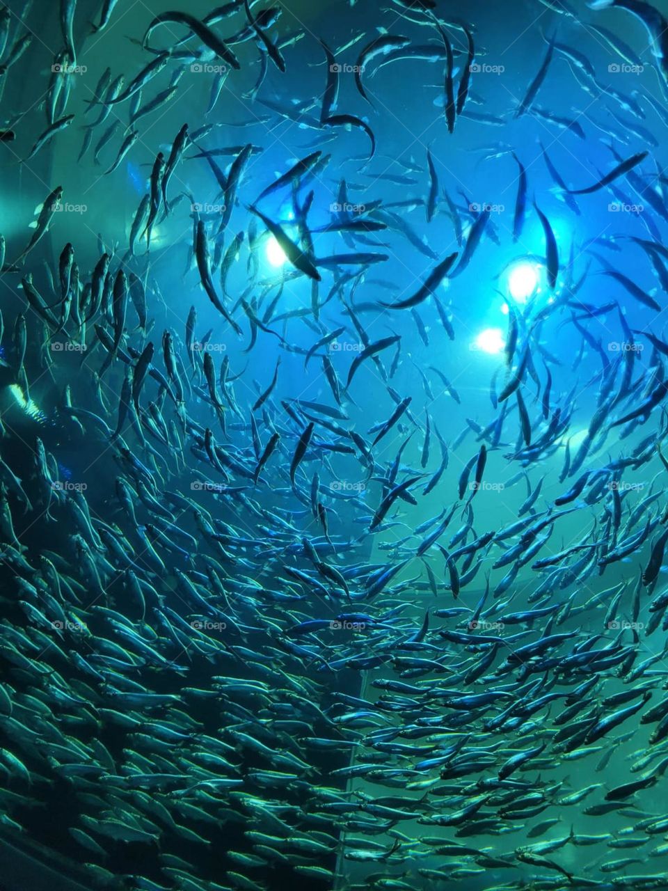 School of fish