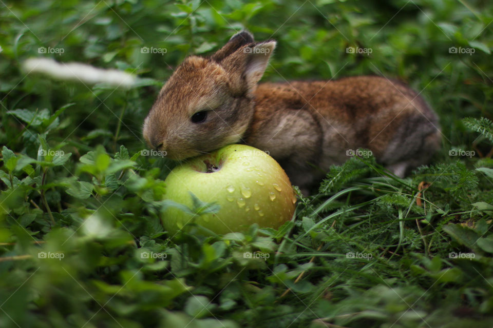 Rabbit with an apple 