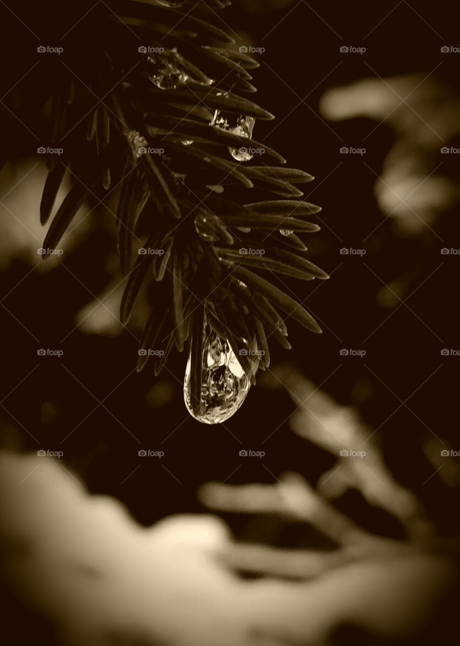 A waterdrop on an evergreen  tree
