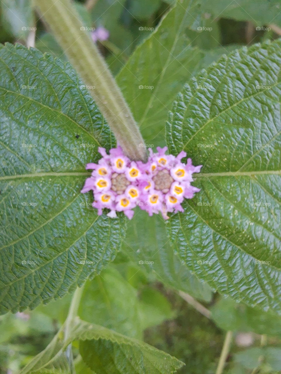 Amazing small flowers