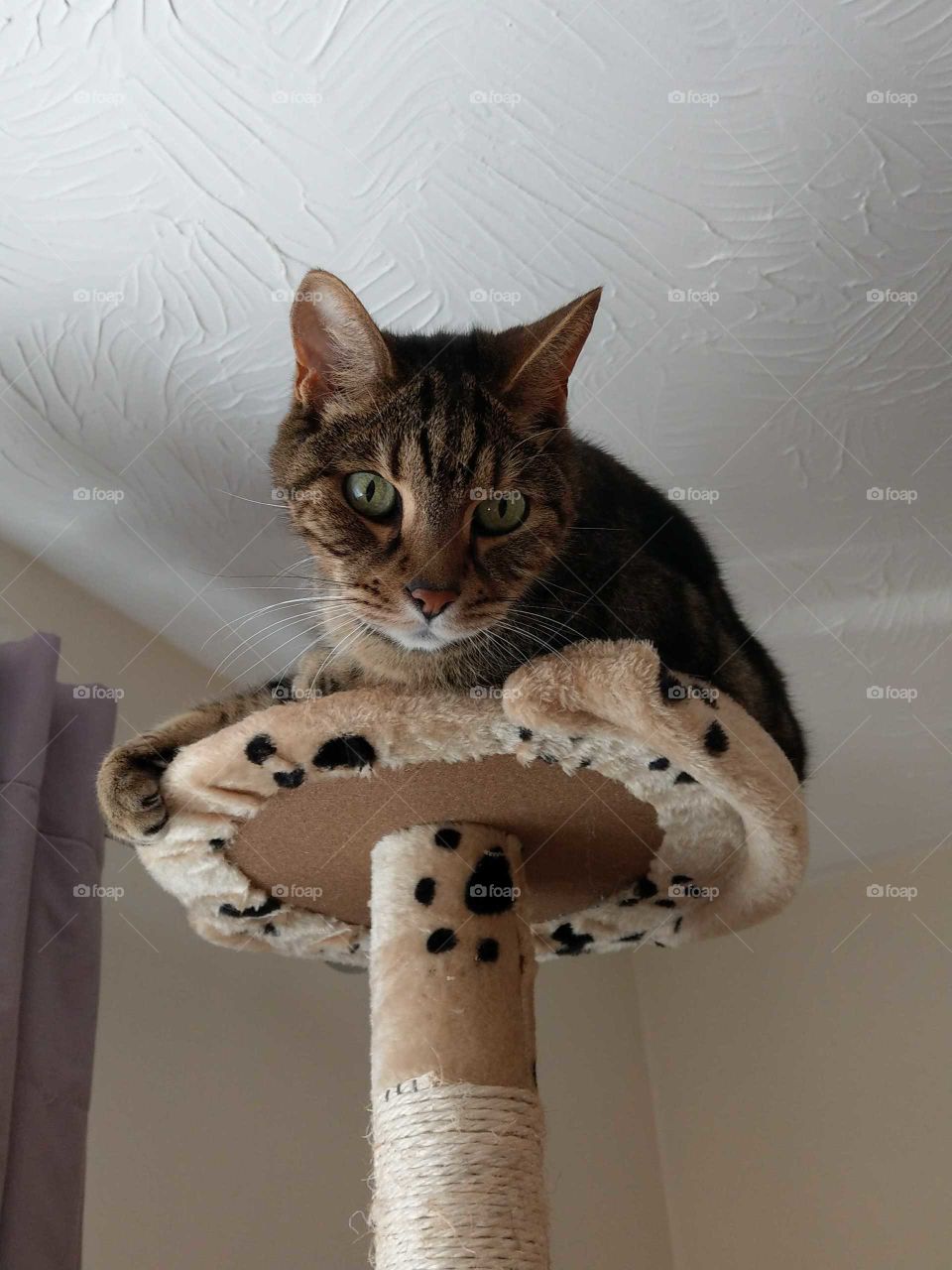 king of the castle