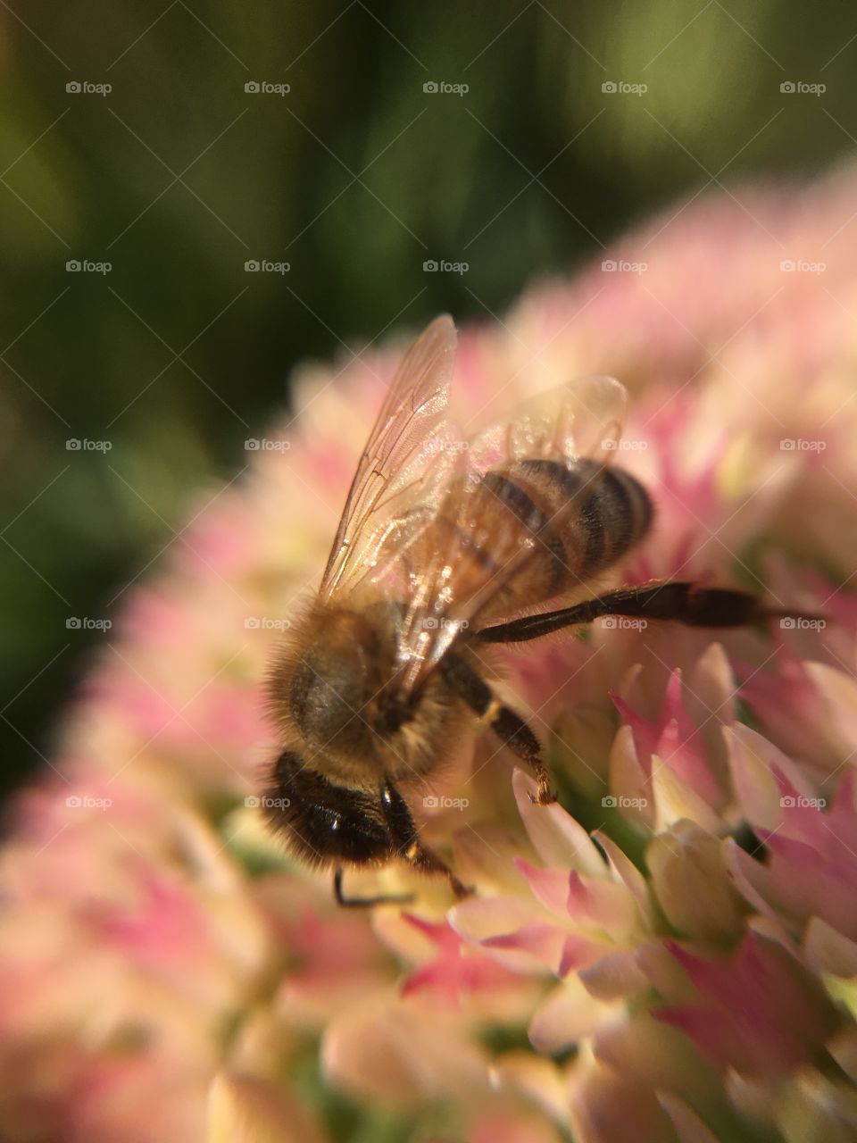 Fuzzy honeybee