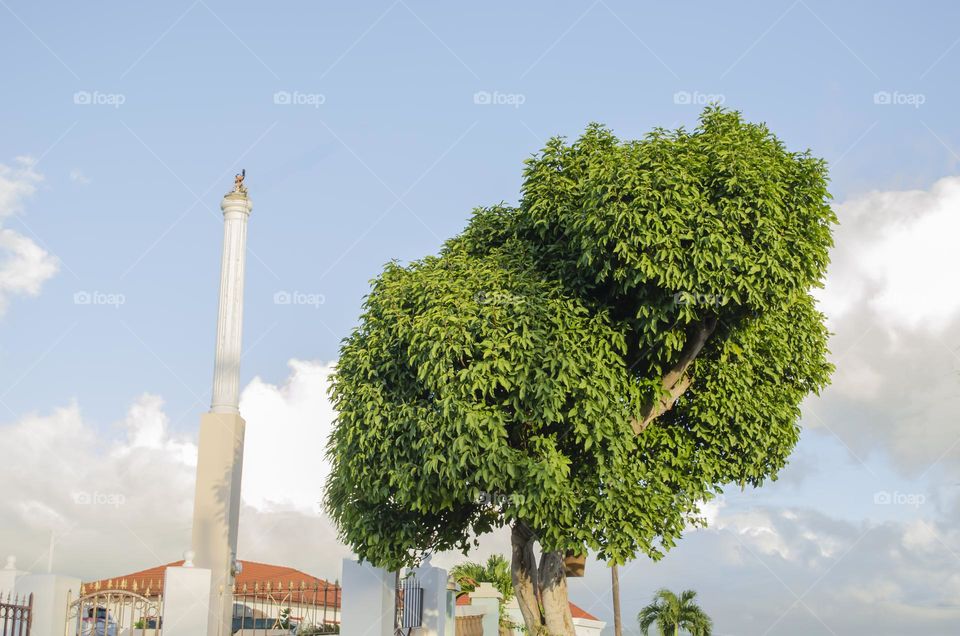 Guinep Tree At The Roadside