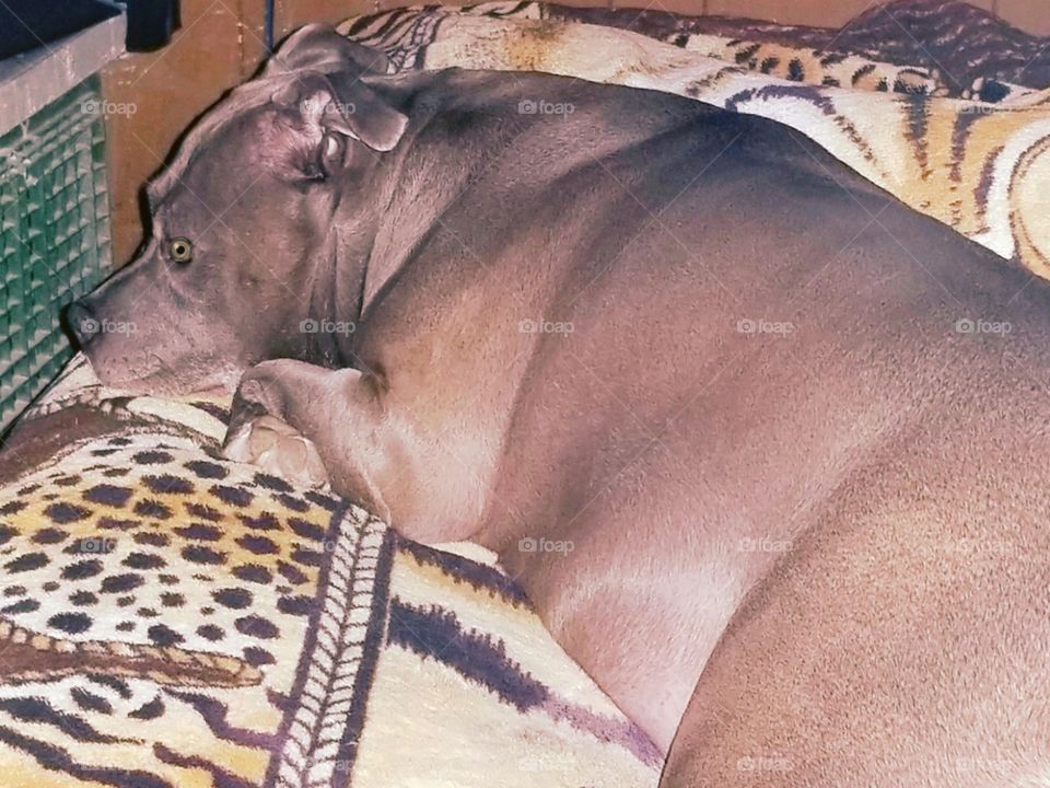 Blue pit