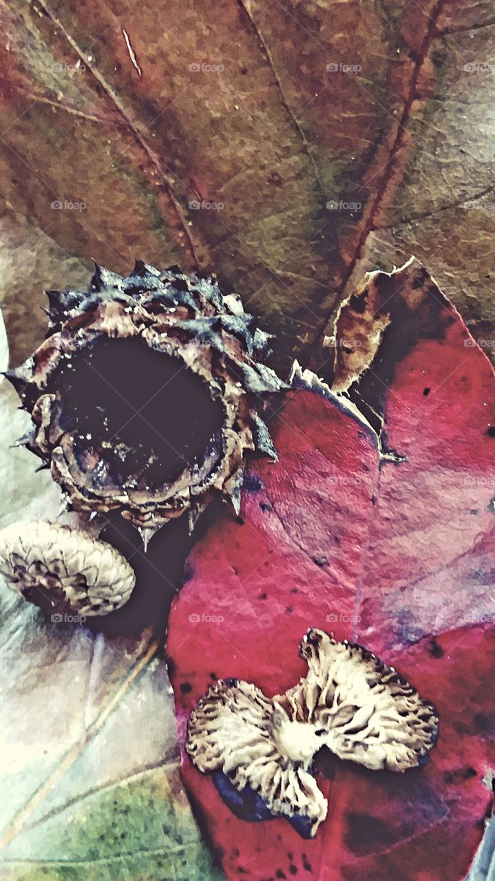 samplings of the first signs of autumn